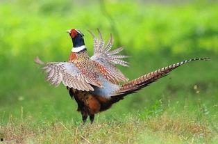 山鸡鱼爆料老视频,老视频中的惊人爆料回顾 第2张 山鸡鱼爆料老视频,老视频中的惊人爆料回顾 第2张